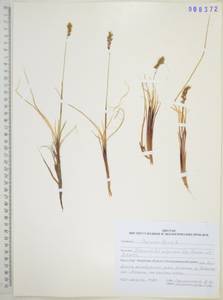 Anthoxanthum monticola (Bigelow) Veldkamp, Сибирь, Дальний Восток (S6) (Россия)