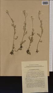 Cardamine pratensis subsp. matthioli (Moretti) Nyman, Западная Европа (EUR) (Словакия)