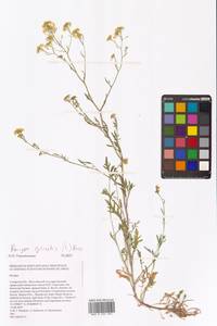 Жерушник лесной (L.) Besser, Восточная Европа, Средневолжский район (E8) (Россия)