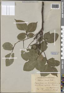 Вяз гладкий, Вяз обыкновенный Pall., Восточная Европа, Нижневолжский район (E9) (Россия)