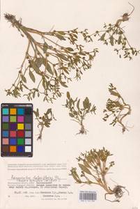 Лютик длиннолистный L., Восточная Европа, Нижневолжский район (E9) (Россия)