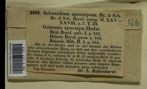 Schistidium apocarpum (Hedw.) Bruch & Schimp., Гербарий мохообразных, Мхи - Западная Европа (BEu) (Германия)