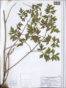 Xanthoselinum alsaticum subsp. venetum (Spreng.) Reduron, Charpin & Pimenov, Западная Европа (EUR) (Италия)