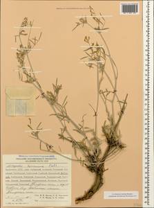 Астрагал гирканский Pall., Кавказ, Дагестан (K2) (Россия)