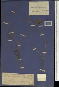 Anethum foeniculum L., Зарубежная Азия (ASIA) (КНР)