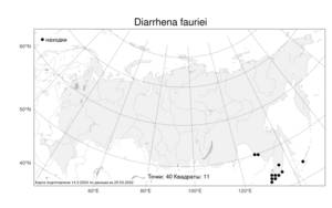 Diarrhena fauriei, Диаррена Фори (Hack.) Ohwi, Атлас флоры России (FLORUS) (Россия)