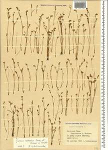 Ситник лягушачий Songeon & E. P. Perrier, Крым (KRYM) (Россия)