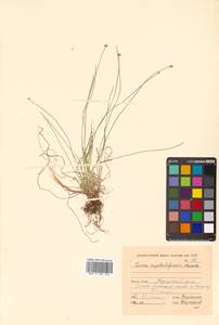 Осока головковидная Franch. & Sav., Сибирь, Дальний Восток (S6) (Россия)