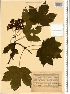 Acer heldreichii subsp. trautvetteri (Medw.) A.E.Murray, Кавказ, Краснодарский край и Адыгея (K1a) (Россия)