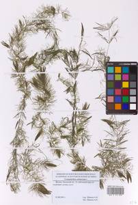 Роголистник светло-зеленый L., Восточная Европа, Московская область и Москва (E4a) (Россия)