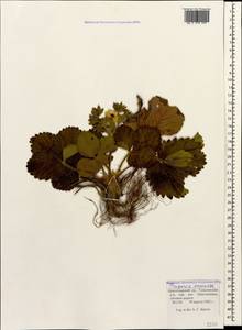 Fragaria ×ananassa (Weston) Rozier, Кавказ, Краснодарский край и Адыгея (K1a) (Россия)