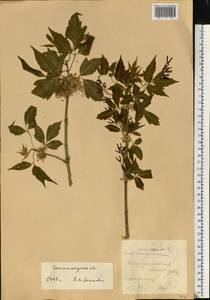 Клен ясенелистный, Клен американский L., Восточная Европа, Нижневолжский район (E9) (Россия)