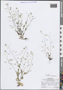 Крупка дубравная L., Восточная Европа, Средневолжский район (E8) (Россия)