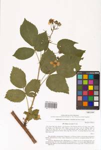 Ежевика несская, Куманика Hall, Восточная Европа, Северо-Украинский район (E11) (Украина)