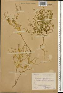 Клоповник пронзеннолистный L., Кавказ, Дагестан (K2) (Россия)