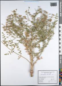 Echinophora tenuifolia L., Зарубежная Азия (ASIA) (Турция)