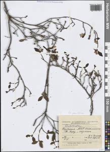 Рододендрон мелколистный Adams, Сибирь, Якутия (S5) (Россия)