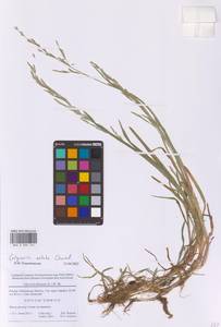 Манник замеченный Chevall., Восточная Европа, Московская область и Москва (E4a) (Россия)