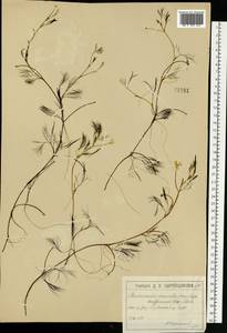 Лютик Кауфмана, Шелковник Кауфмана P.Clerc, Восточная Европа, Московская область и Москва (E4a) (Россия)