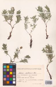 Горицвет волжский, Адонис волжский DC., Восточная Европа, Нижневолжский район (E9) (Россия)