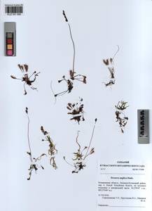 KUZ 001 985, Drosera ×anglica Huds., Сибирь, Алтай и Саяны (S2) (Россия)
