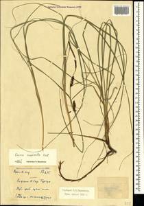 Carex flacca subsp. erythrostachys (Hoppe) Holub, Крым (KRYM) (Россия)