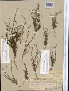 Microparacaryum intermedium subsp. intermedium, Средняя Азия и Казахстан, Сырдарьинские пустыни и Кызылкумы (M7) (Узбекистан)