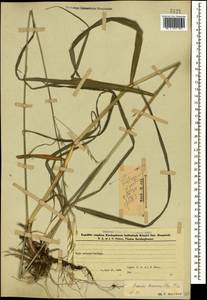 Костер Бенекена (Lange) Trimen, Кавказ, Азербайджан (K6) (Азербайджан)