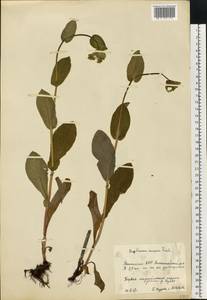 Володушка длиннолистная L., Восточная Европа, Восточный район (E10) (Россия)