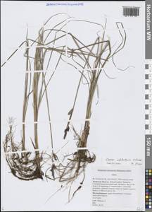Осока неясноустая V.I.Krecz., Сибирь, Дальний Восток (S6) (Россия)