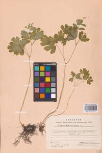 Равноплодник василисниковый L., Восточная Европа, Западно-Украинский район (E13) (Украина)