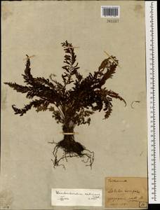 Vandenboschia radicans (Sw.) Copel., Зарубежная Азия (ASIA) (Япония)