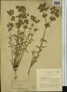 Euphorbia serrata L., Западная Европа (EUR) (Италия)