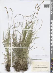 Осока, Сибирь, Дальний Восток (S6) (Россия)