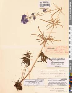 Борец железистый Rapaics, Сибирь, Чукотка и Камчатка (S7) (Россия)