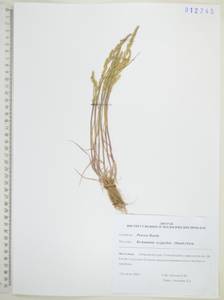 Бекмания восточная (Steud.) Fernald, Сибирь, Дальний Восток (S6) (Россия)
