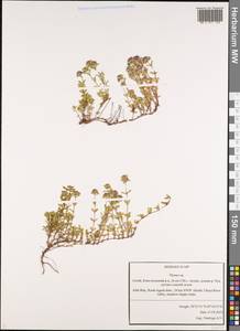 Чабрец, Сибирь, Алтай и Саяны (S2) (Россия)