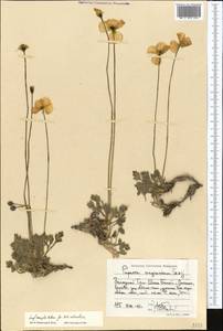 Мак оранжевый Ledeb., Средняя Азия и Казахстан, Западный Тянь-Шань и Каратау (M3) (Киргизия)