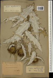 Lophiolepis argillosa (Petrov ex Kharadze) Bures, Del Guacchio, Iamonico & P. Caputo, Кавказ, Дагестан (K2) (Россия)