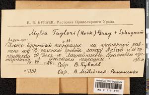 Mylia taylorii (Hook.) Gray, Гербарий мохообразных, Мхи - Западная Сибирь (включая Алтай) (B15) (Россия)