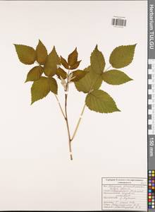 Малина обыкновенная L., Восточная Европа, Центральный район (E4) (Россия)