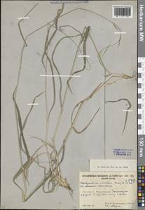 Коротконожка лесная (Huds.) P.Beauv., Кавказ, Южная Осетия (K4b) (Южная Осетия)