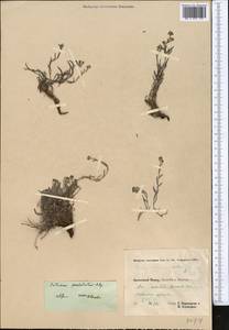 Eritrichium pseudostrictum Popov, Средняя Азия и Казахстан, Памир и Памиро-Алай (M2) (Таджикистан)