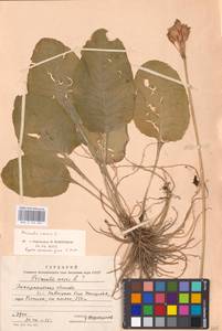 Первоцвет весенний L., Восточная Европа, Западно-Украинский район (E13) (Украина)