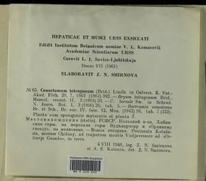 Conostomum tetragonum (Hedw.) Lindb., Гербарий мохообразных, Мхи - Карелия, Ленинградская и Мурманская области (B4) (Россия)