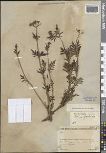 Патриния скальная (Pall.) Dufr., Сибирь, Прибайкалье и Забайкалье (S4) (Россия)