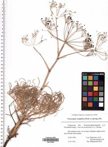 Ferula longifolia Fisch. ex Spreng., Восточная Европа, Средневолжский район (E8) (Россия)