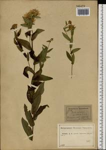 Pentanema salicinum (L.) D.Gut.Larr., Santos-Vicente, Anderb., E.Rico & M.M.Mart.Ort., Восточная Европа, Центральный лесостепной район (E6) (Россия)