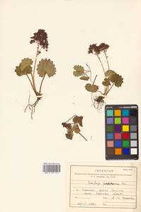 Micranthes nelsoniana var. insularis (Hultén) Gornall & H. Ohba, Сибирь, Дальний Восток (S6) (Россия)