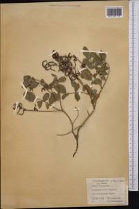 Софора лисохвостная L., Средняя Азия и Казахстан, Западный Тянь-Шань и Каратау (M3) (Казахстан)